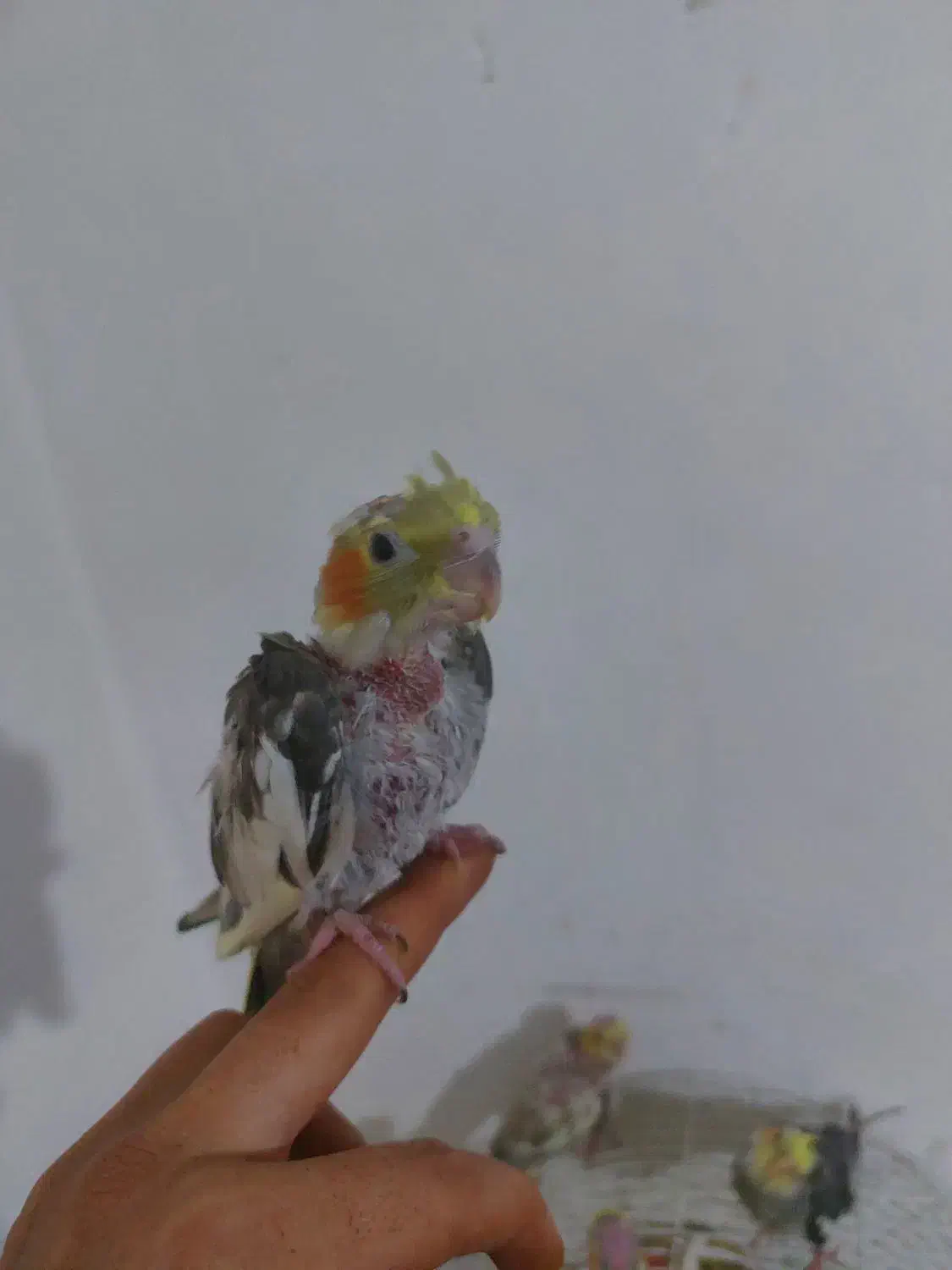 عروس هلندی مولدباجوجه ها و قفس کامل|پرنده|شیراز, شیخ علی چوپان|دیوار