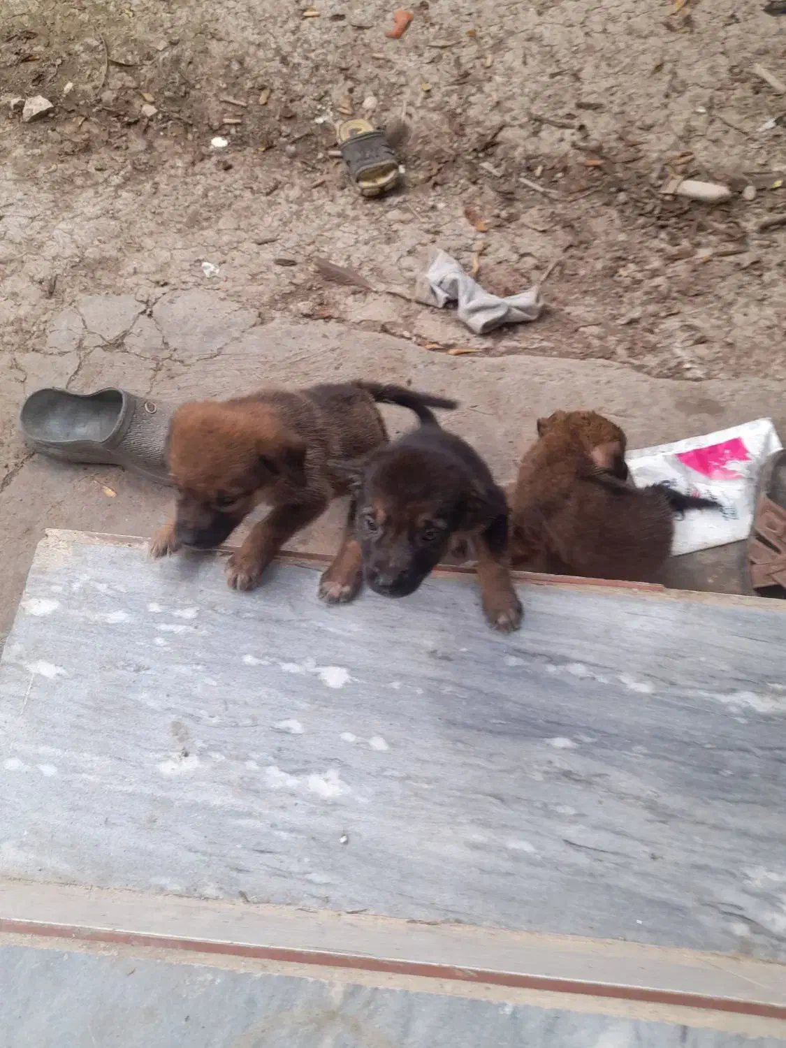 واگذاری توله ژرمن|سگ|ساری, |دیوار