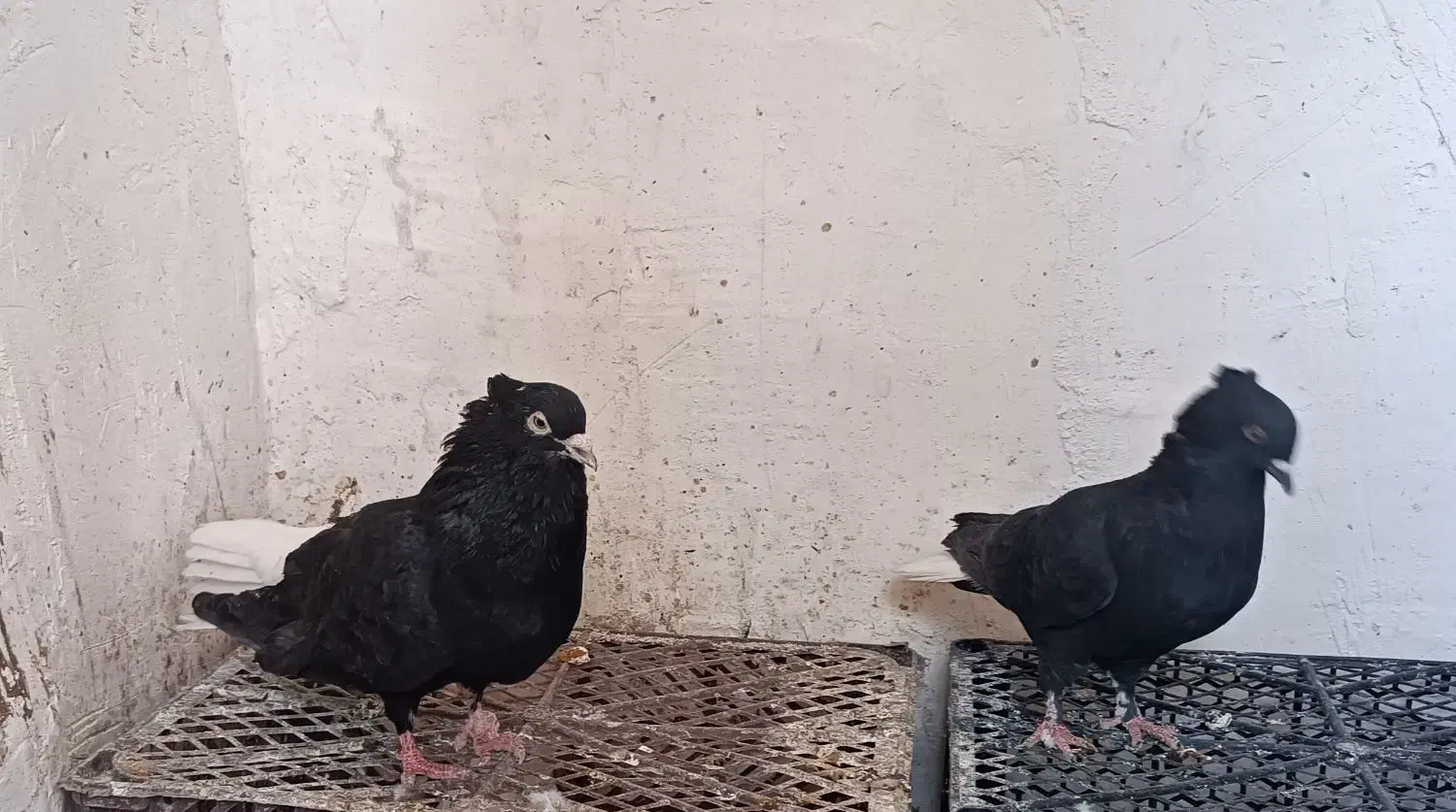 کبوتر نر و ماده دم سفید|پرنده|داراب, |دیوار