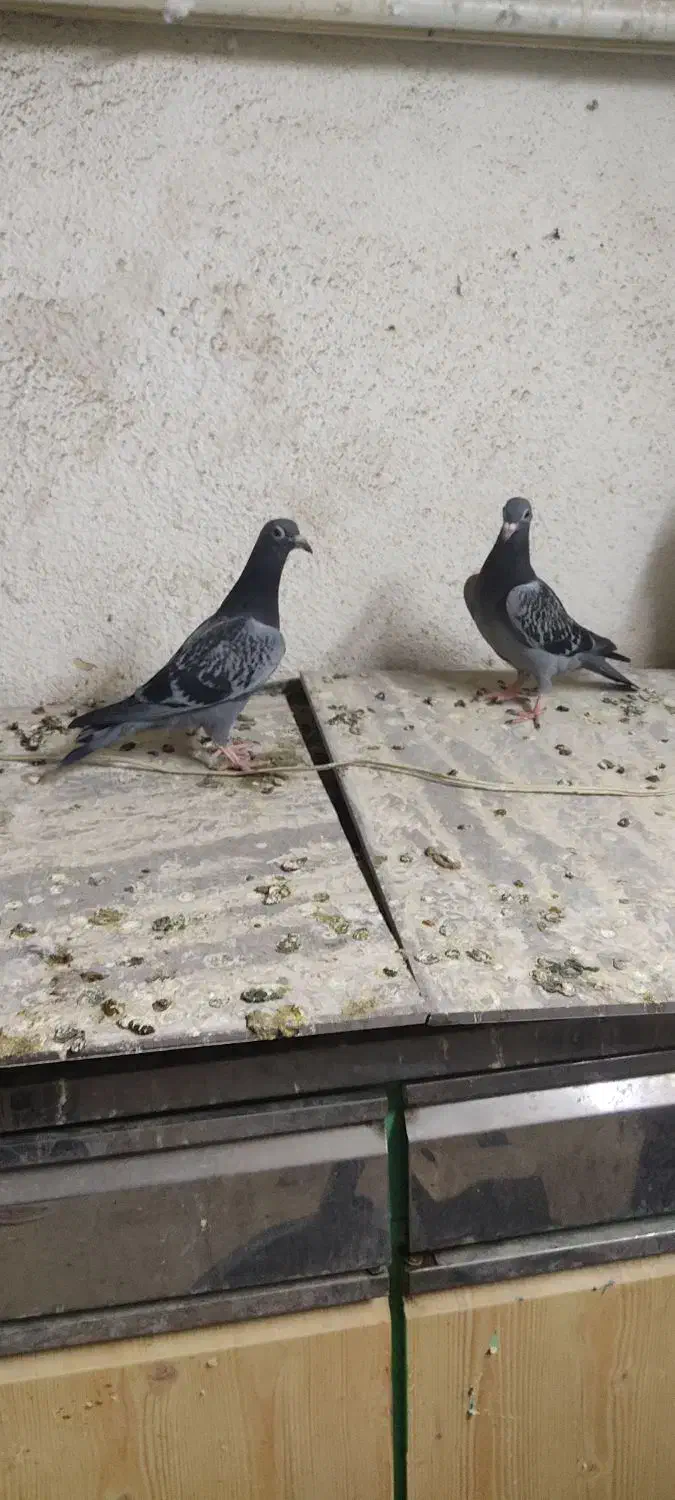 کفتر|پرنده|مشهد, عیدگاه|دیوار