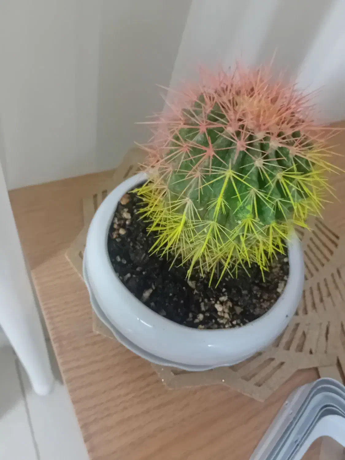 گل کاکتوس و...|گل و گیاه طبیعی|قوچان, |دیوار