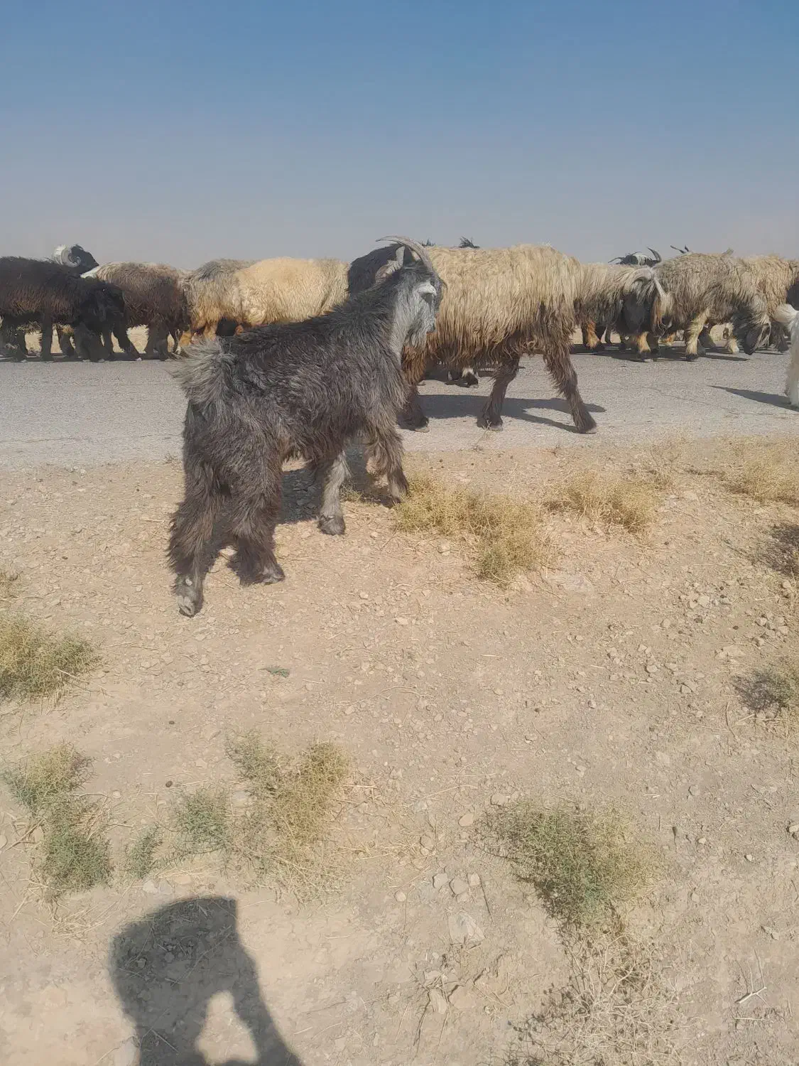یه کهره چپش تخمی ویه راس بز چاق|حیوانات مزرعه|مرودشت, رامجرد یک|دیوار
