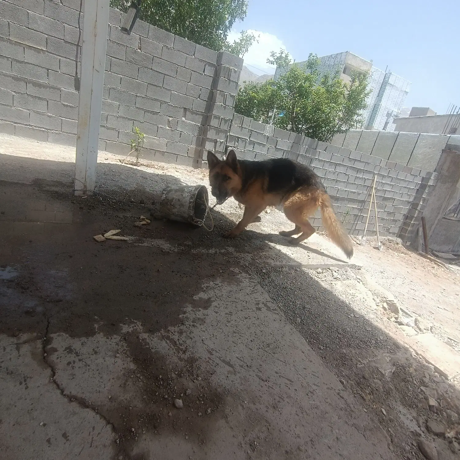 سگ ژرمن|سگ|سی‌سخت, |دیوار