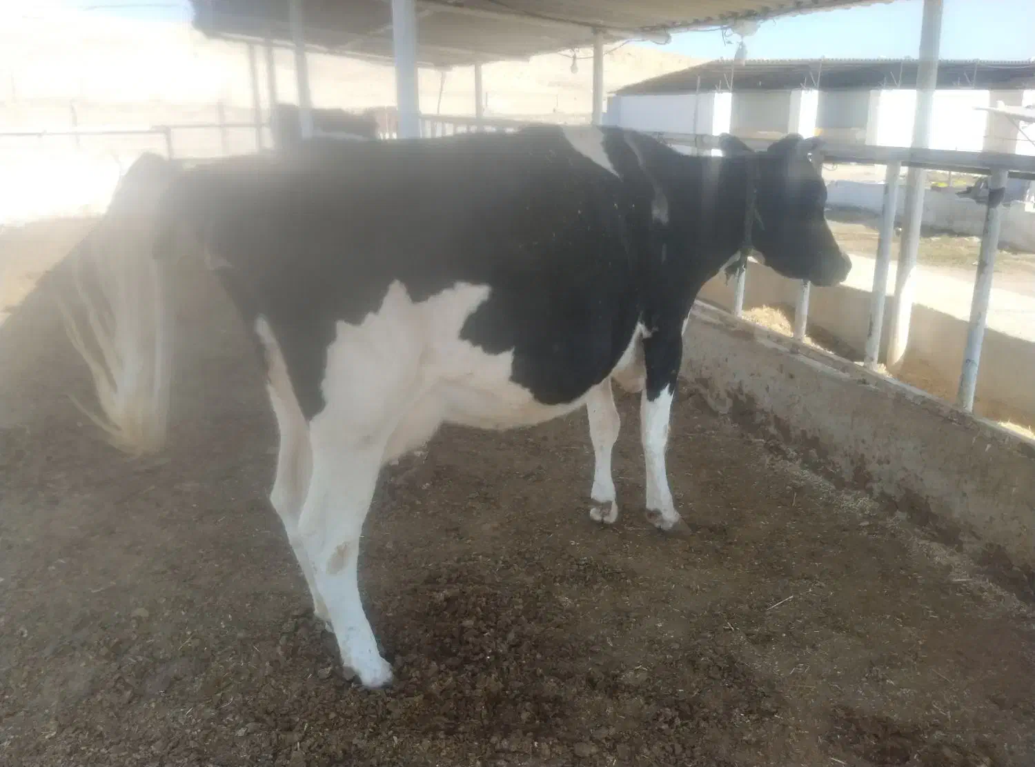 گاو|حیوانات مزرعه|جزمان, |دیوار