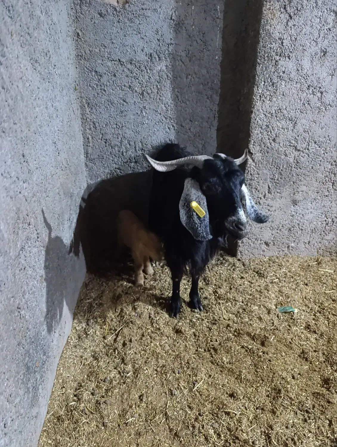 بزدورگ|حیوانات مزرعه|بیرجند, |دیوار