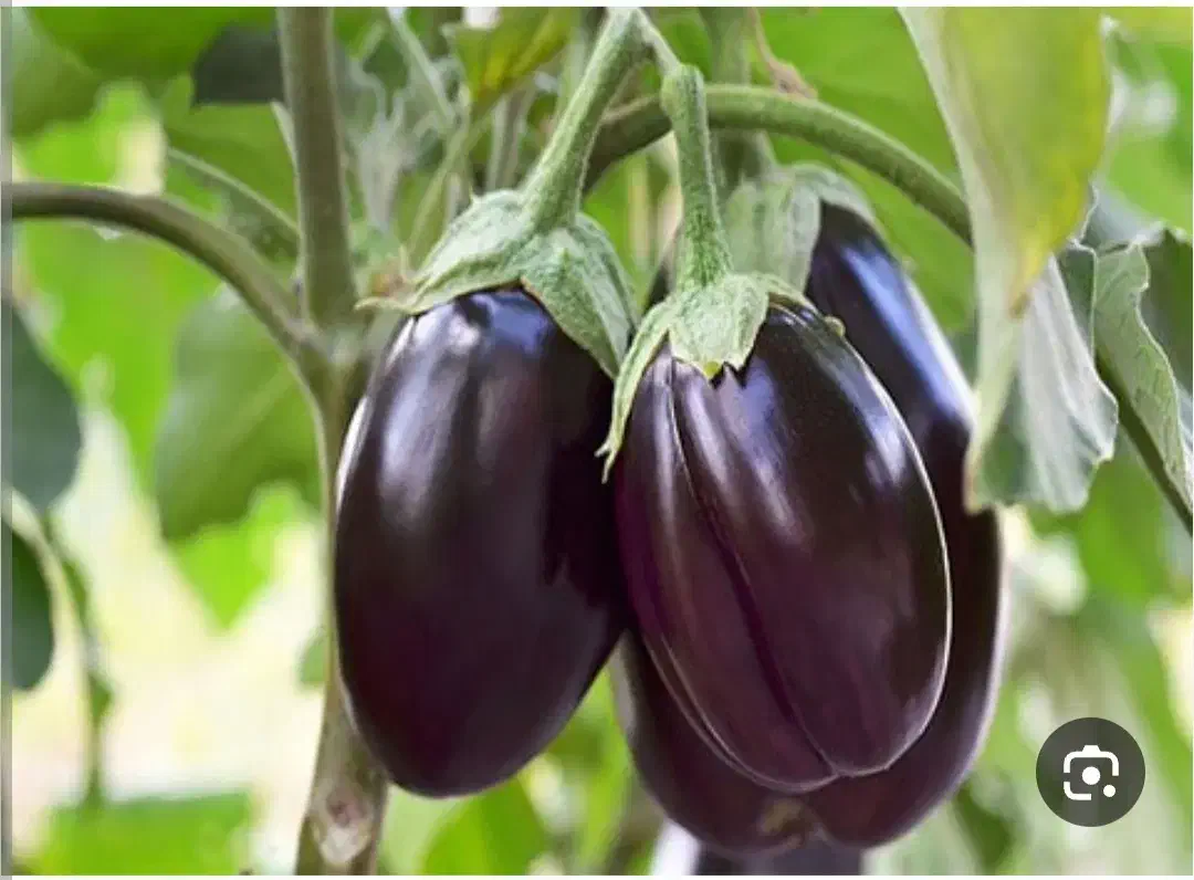 بادمجان|خوردنی و آشامیدنی|شنبه و طسوج, |دیوار