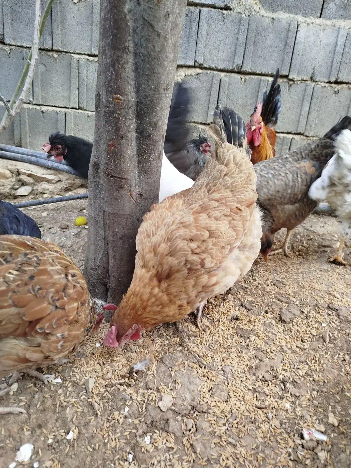 مرغ وخروس محلی اصل|حیوانات مزرعه|یاسوج, |دیوار