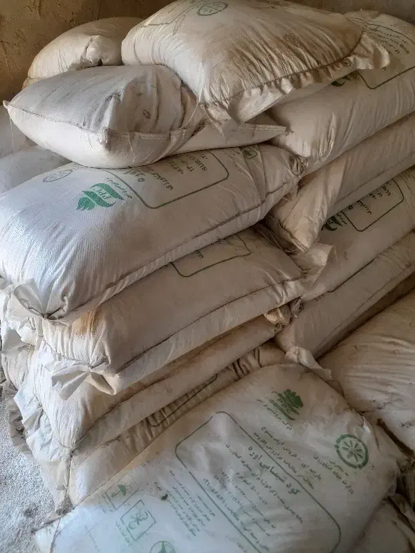 کود سفید پردیز|گل و گیاه طبیعی|رامشیر, |دیوار