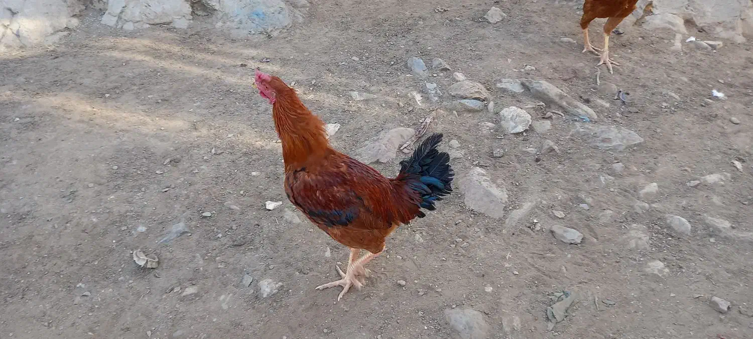 ۲خروس سرخ محلی لاری|حیوانات مزرعه|بانه, |دیوار