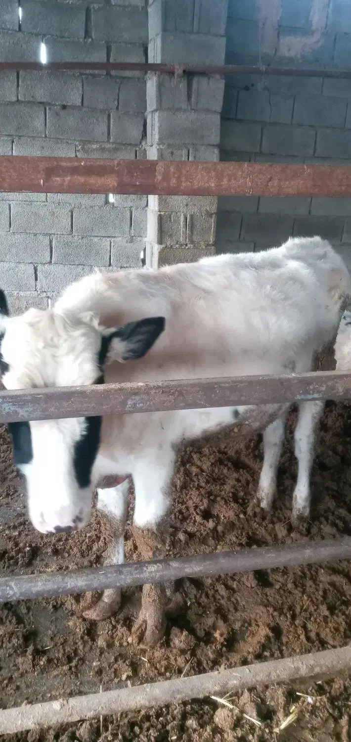 گاو شیری|حیوانات مزرعه|بجنورد, |دیوار