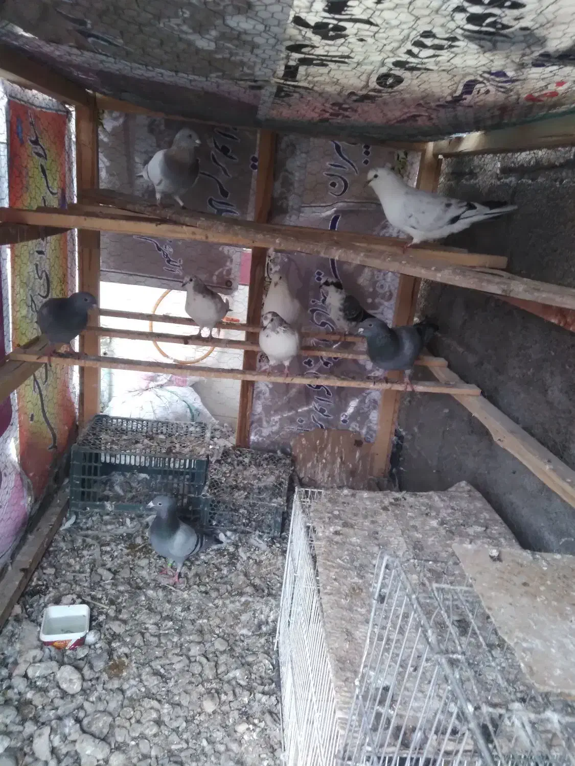 کبوتر ساعتی و ذات دار|پرنده|رامیان, |دیوار