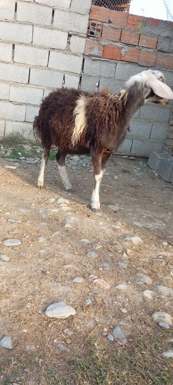 نر بره|حیوانات مزرعه|گمیشان, |دیوار