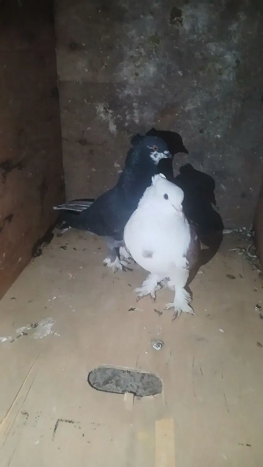 کبوتر رنگی پا پر|حیوانات مزرعه|تاتار علیا, |دیوار