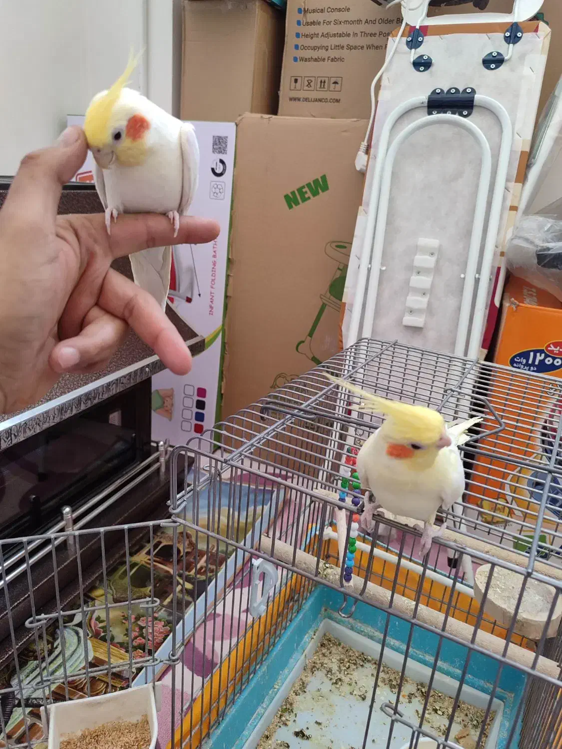 یک جفت عروس هلندی لوتینو|پرنده|شهرضا, |دیوار