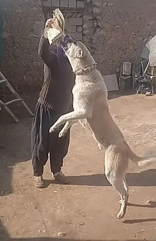 فروشی سگ|سگ|شاهین دژ, |دیوار