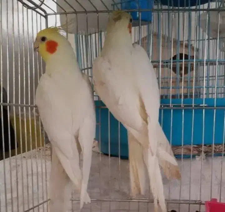 جفت عروس هلندی|پرنده|کلاچای, |دیوار