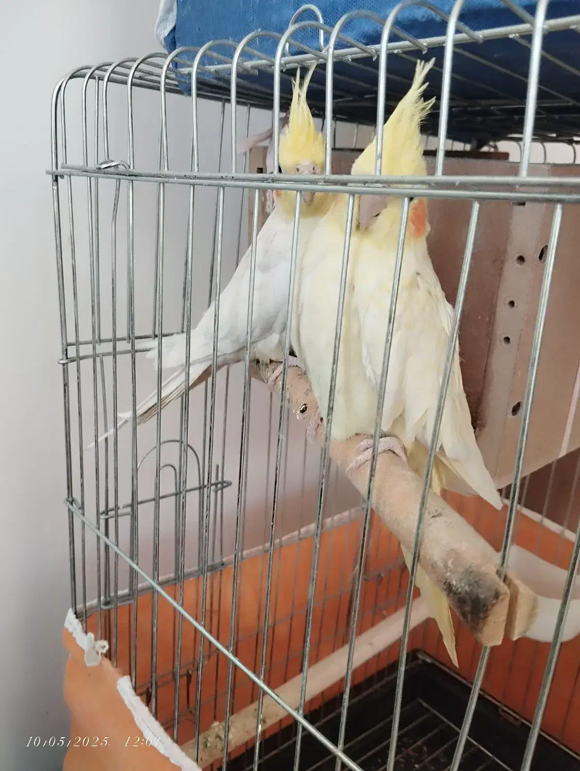 عروس هلندی|پرنده|شیراز, شهرک کوشکک|دیوار