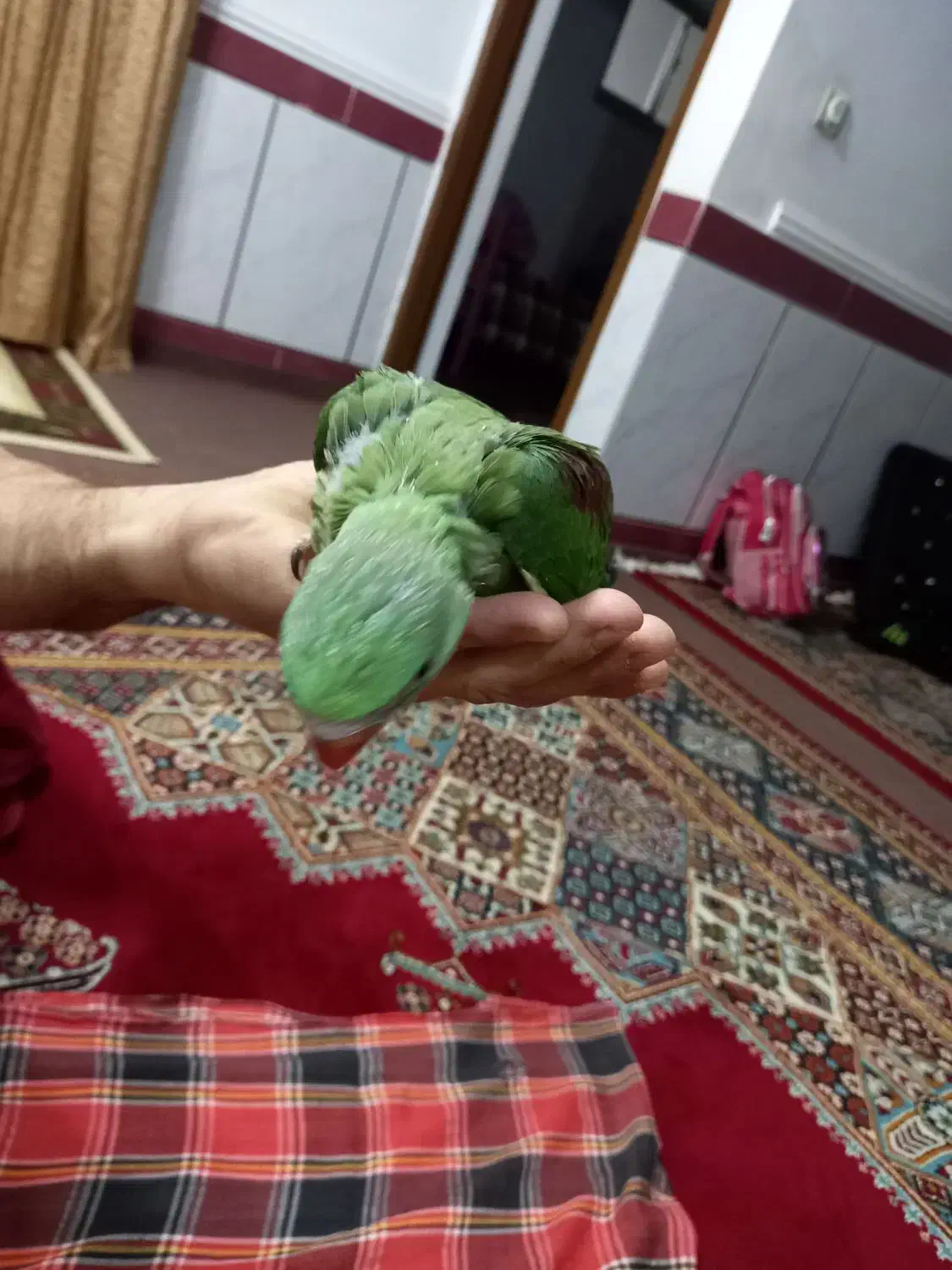 طوطی|پرنده|گلوگاه, |دیوار