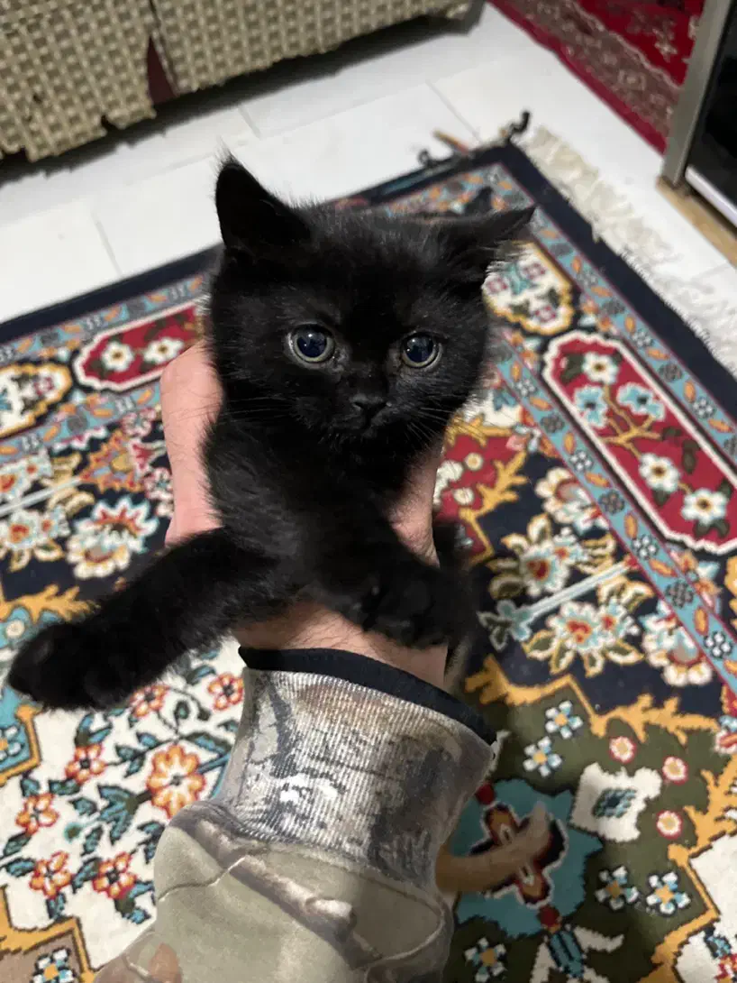 بچه گربه اسکاتیش فولد|گربه|مشهد, حجاب (شهرک غرب)|دیوار