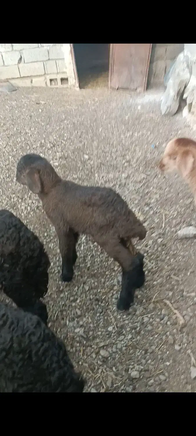 تعدادی نر ماده  قیمت دونه ای پنج هشصد|حیوانات مزرعه|اردبیل, |دیوار