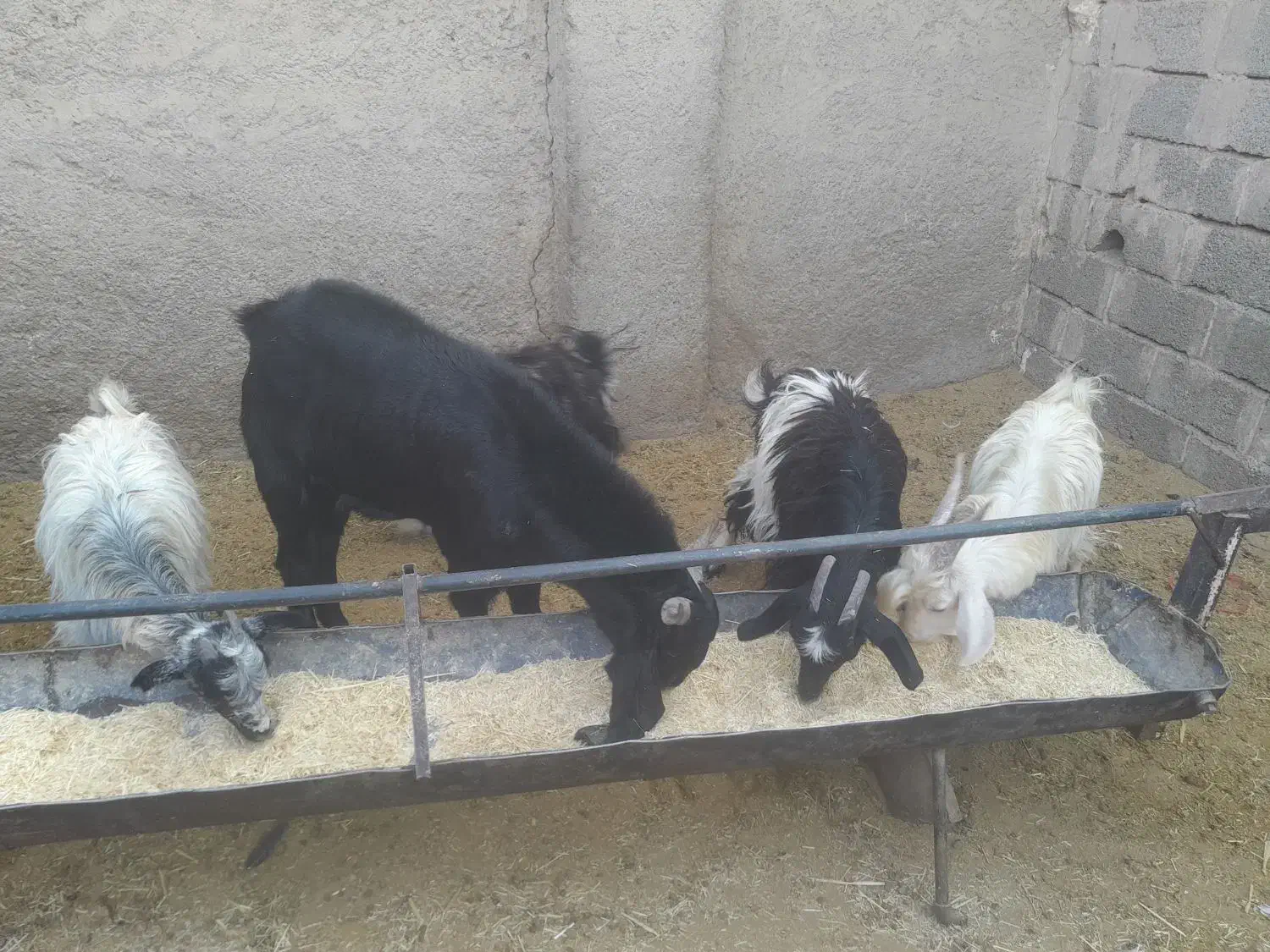 بزغاله|حیوانات مزرعه|شاهدشهر, |دیوار