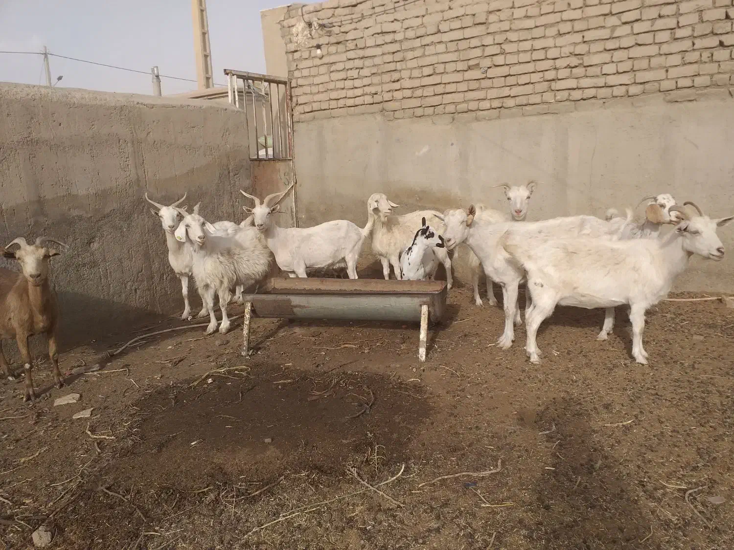 بز سانن آبستن|حیوانات مزرعه|بردسکن, |دیوار