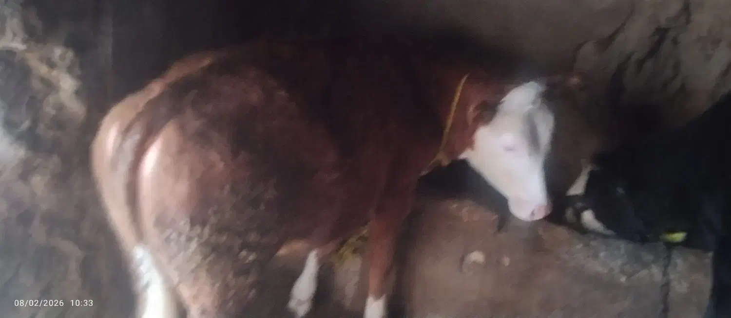 دوتا ماده سیمینتال|حیوانات مزرعه|شادیان, |دیوار