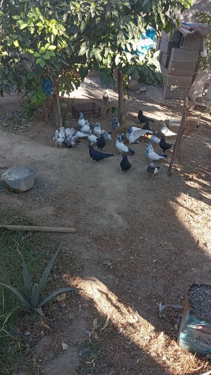 کفتر|پرنده|سیرجان, |دیوار