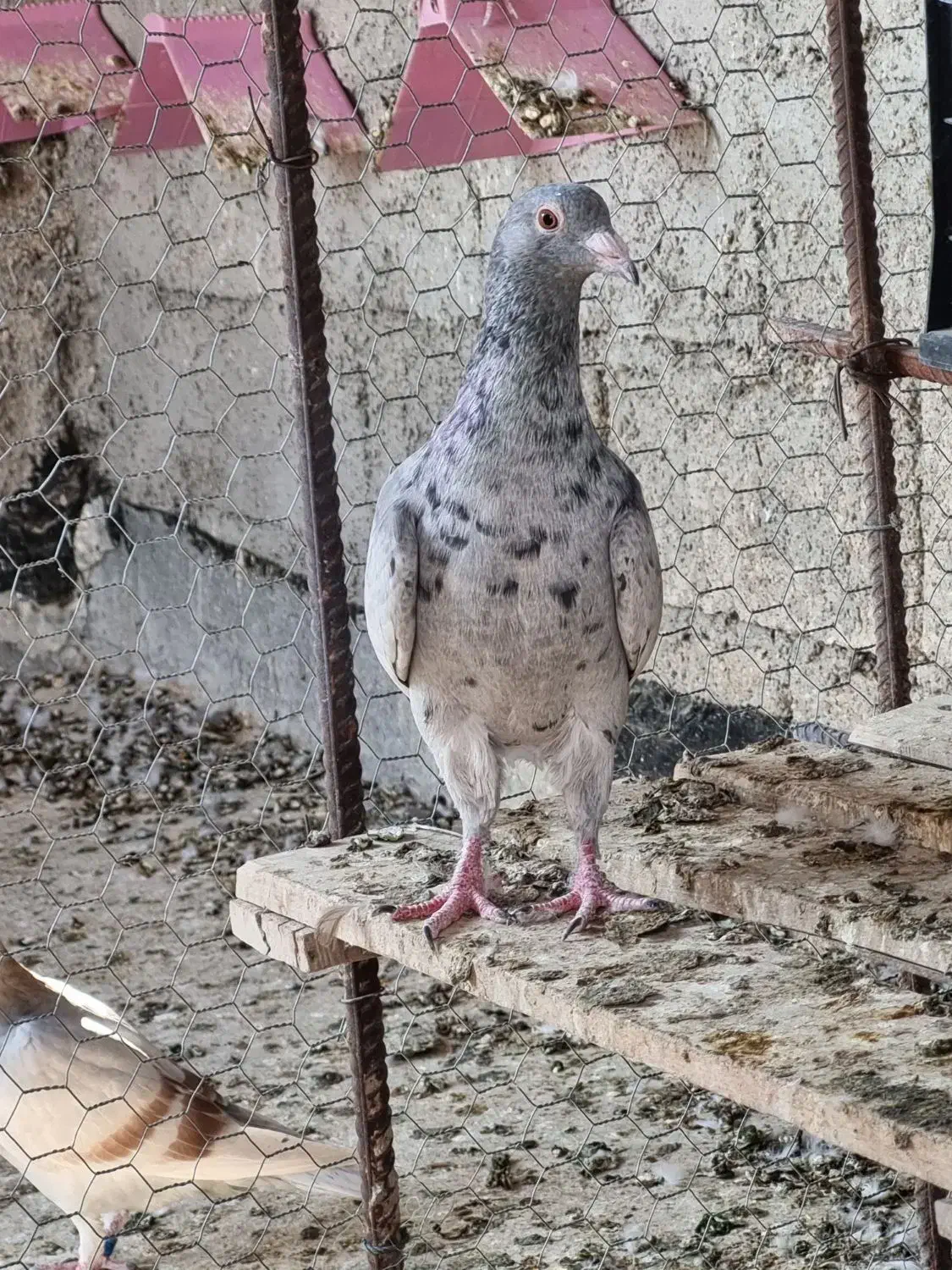 کبوتر گلی ماده جوان|پرنده|وحدتیه, |دیوار