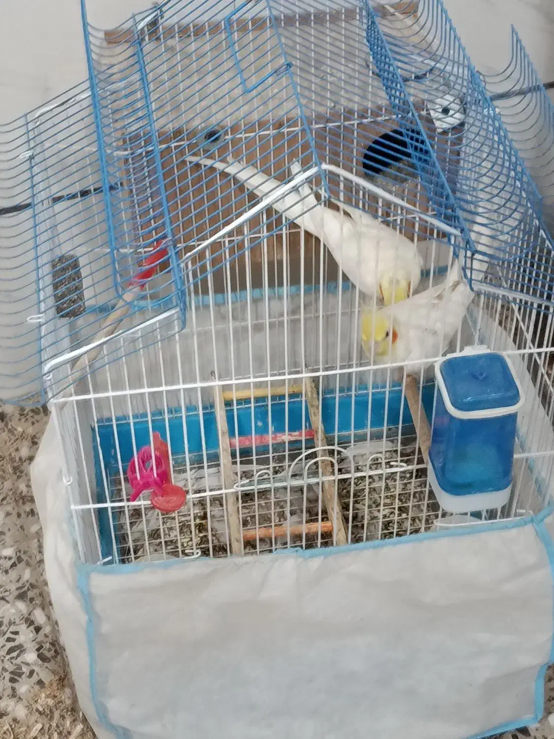 عروس هلندی|پرنده|شاهینشهر, نسیم ۵|دیوار