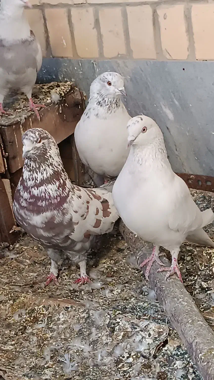 کبوتر|پرنده|اصفهان, بوستان ناژوان|دیوار