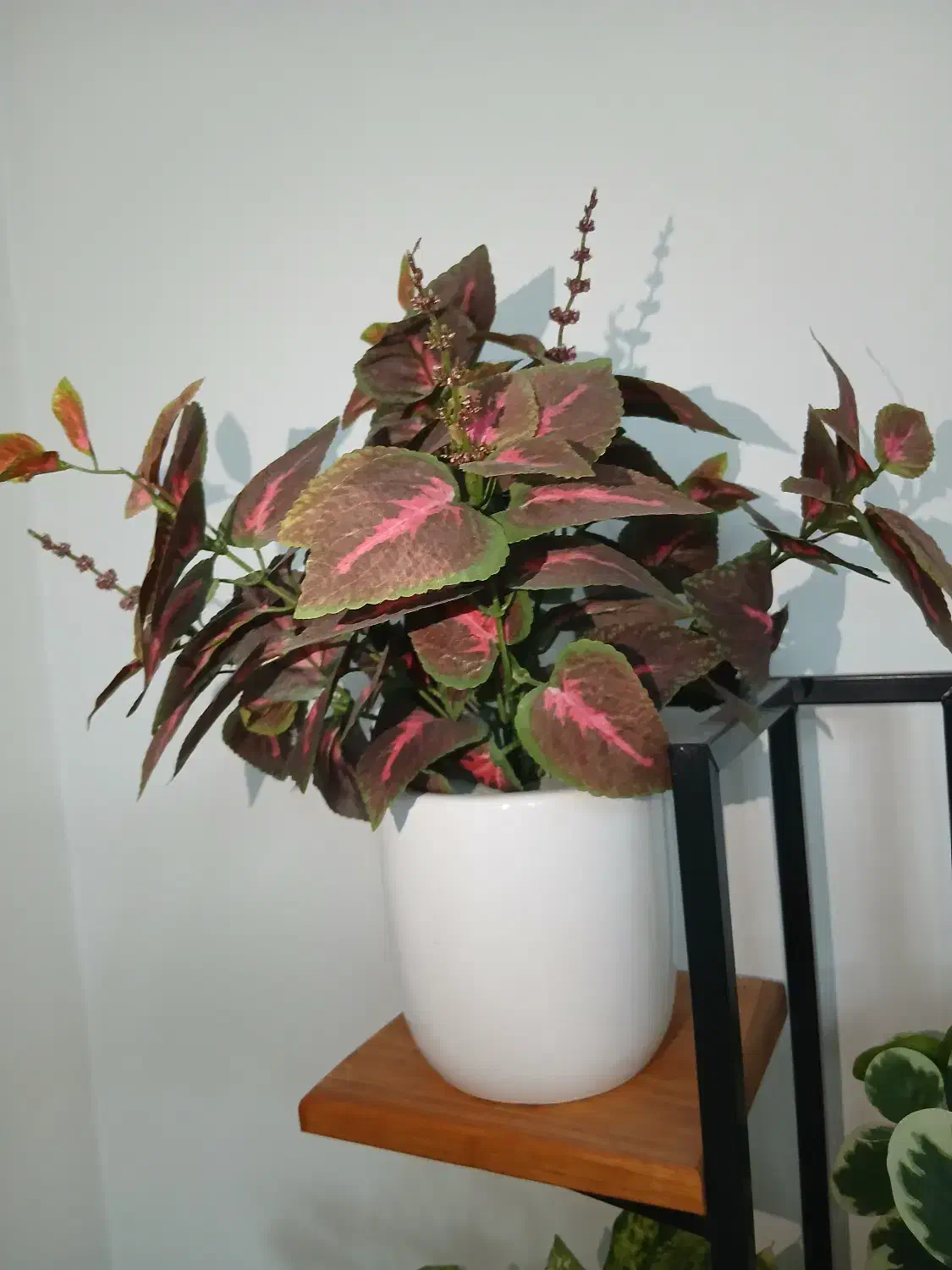 گیاه مصنوعی|گل مصنوعی|تهران, تهرانسر مرکزی|دیوار