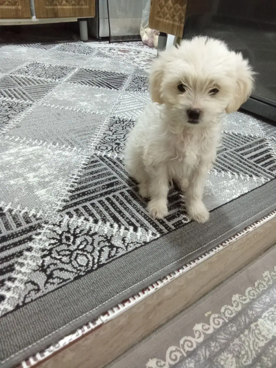 سگ اشپیتز دوماه|سگ|ورامین, ورامین|دیوار