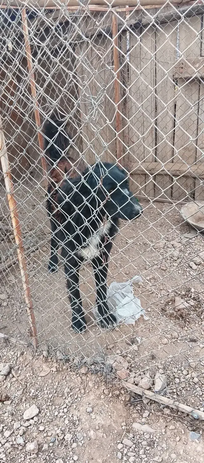 چند قلاده سگ گله|سگ|خمینی‌شهر, |دیوار