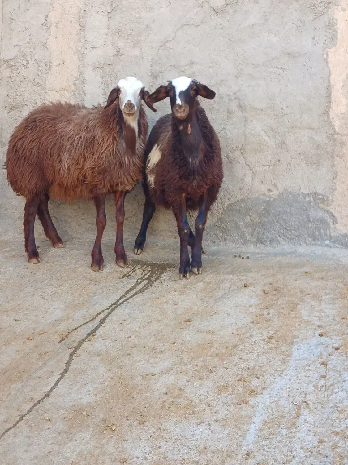 فروش دو راس بره ماده درجه یک|حیوانات مزرعه|قلقل رود, |دیوار