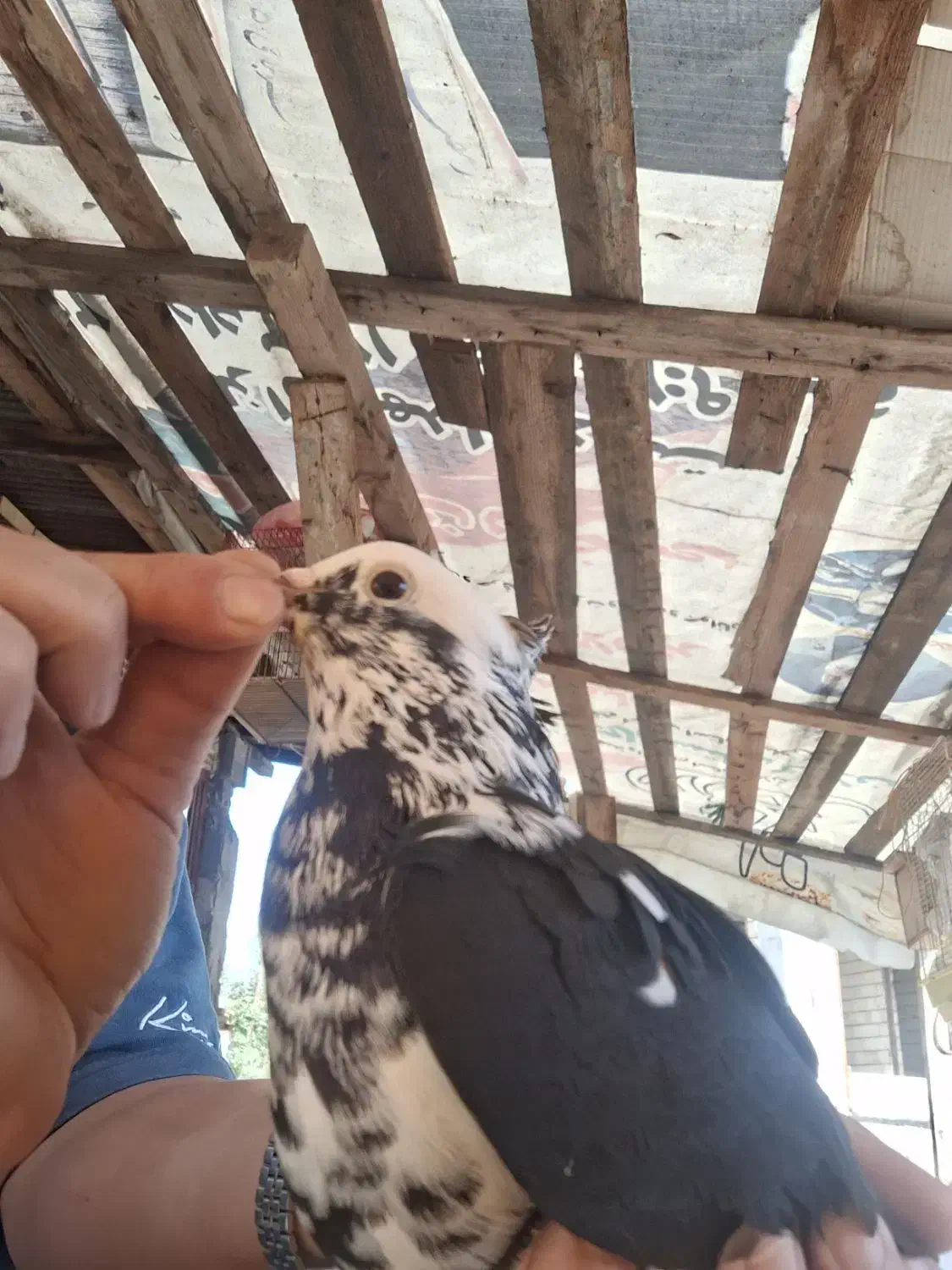 کبوتر کاکلی ماده|پرنده|رشت, کوی مهر|دیوار