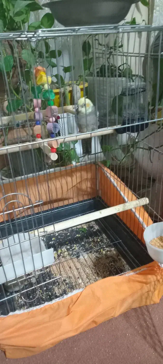 طوطی عروس جوجه|پرنده|قزوین, |دیوار