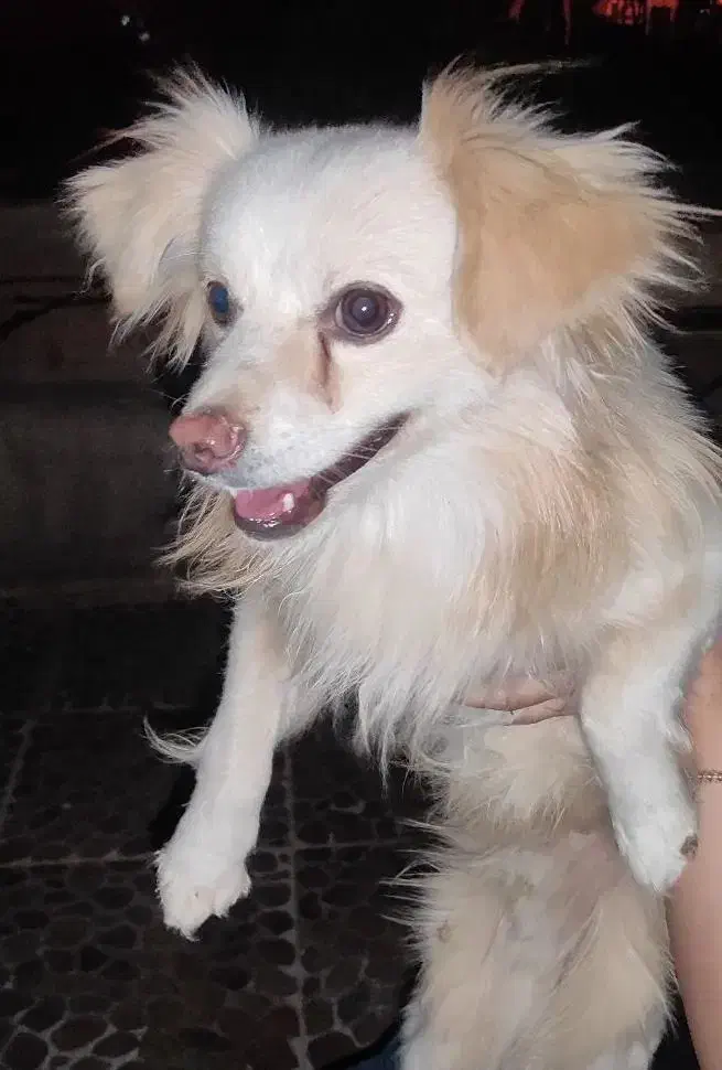 « گمشده » در مسجدالرسول|سگ|مرودشت, مسجد رسول|دیوار