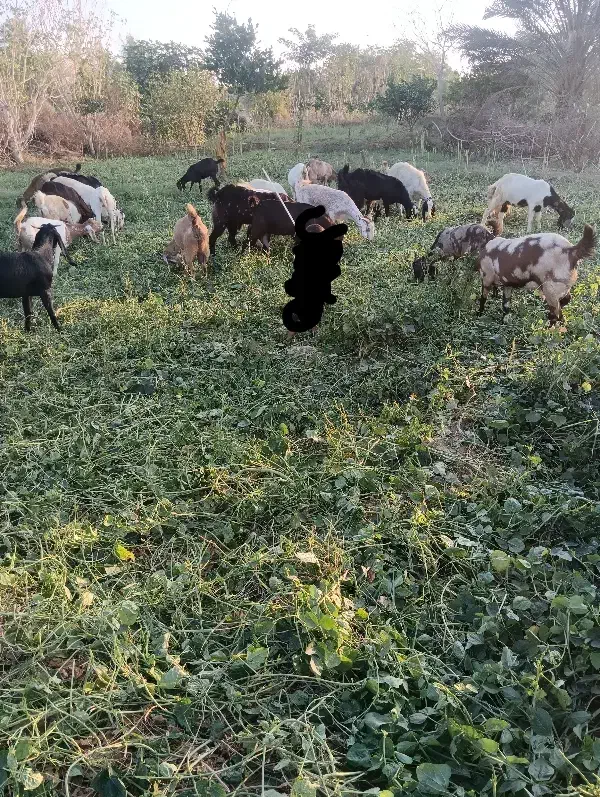 گوسفند  فروشی|حیوانات مزرعه|بلوک, |دیوار