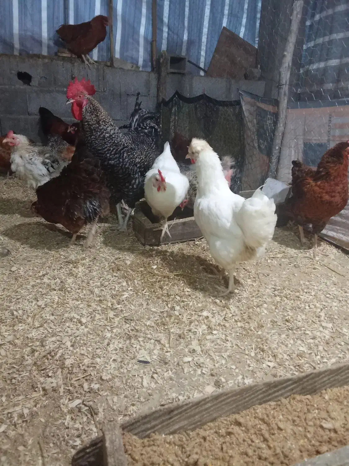 فروش مرغ تخم گذارواردک اسراییلی۳ماهه|حیوانات مزرعه|لیسار, |دیوار