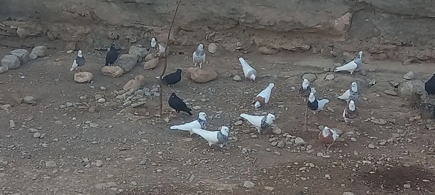 پرنده|پرنده|لالی, |دیوار