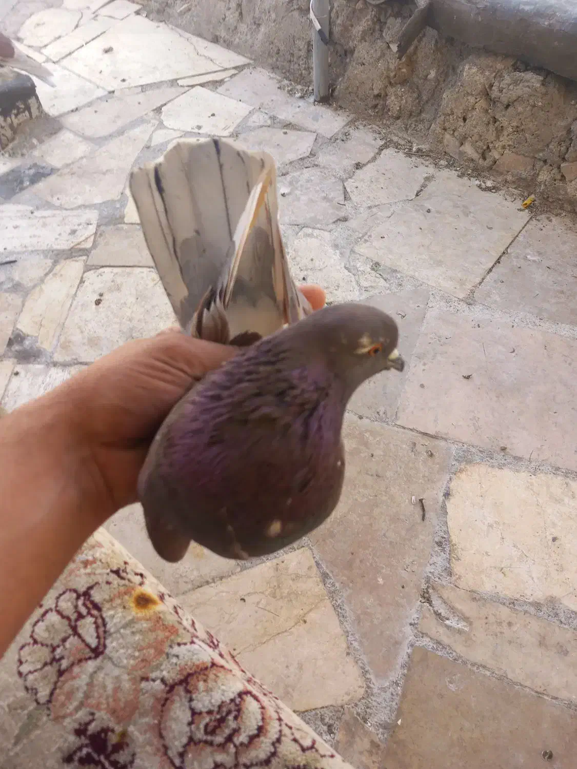 کبوتر تهرانی|پرنده|کرج, کوی امامیه|دیوار