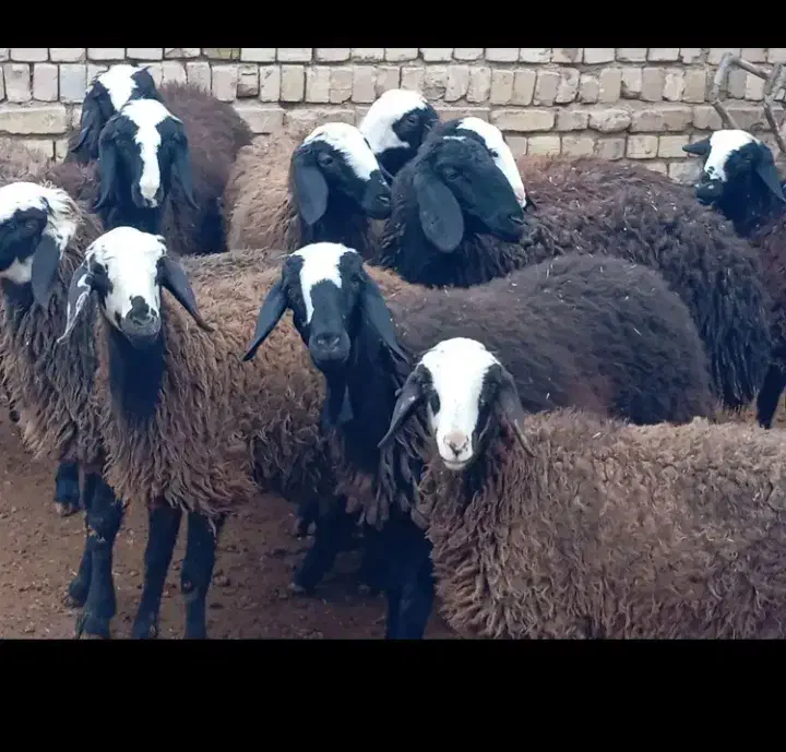 گوسفند|حیوانات مزرعه|رومشکان, |دیوار