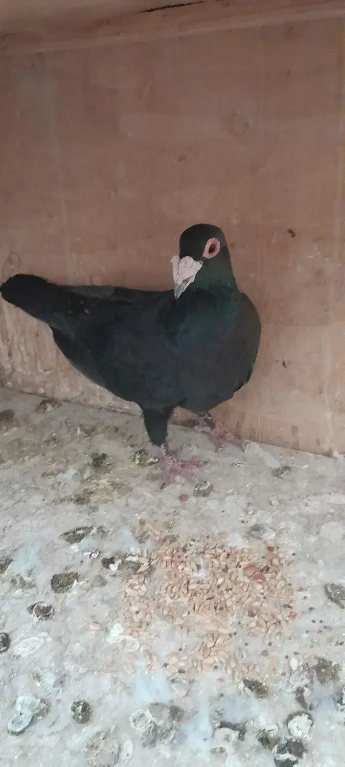 کبوتر زاغ کرمانی نر مست غریبگیری|پرنده|پاکدشت, حصار امیر|دیوار
