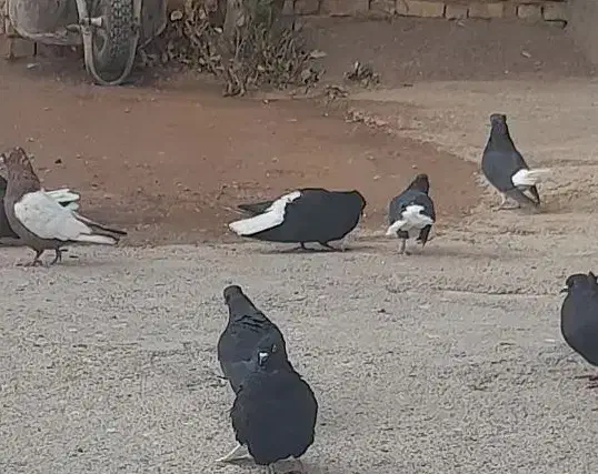 دم سفید فروشی|پرنده|ابهر, |دیوار