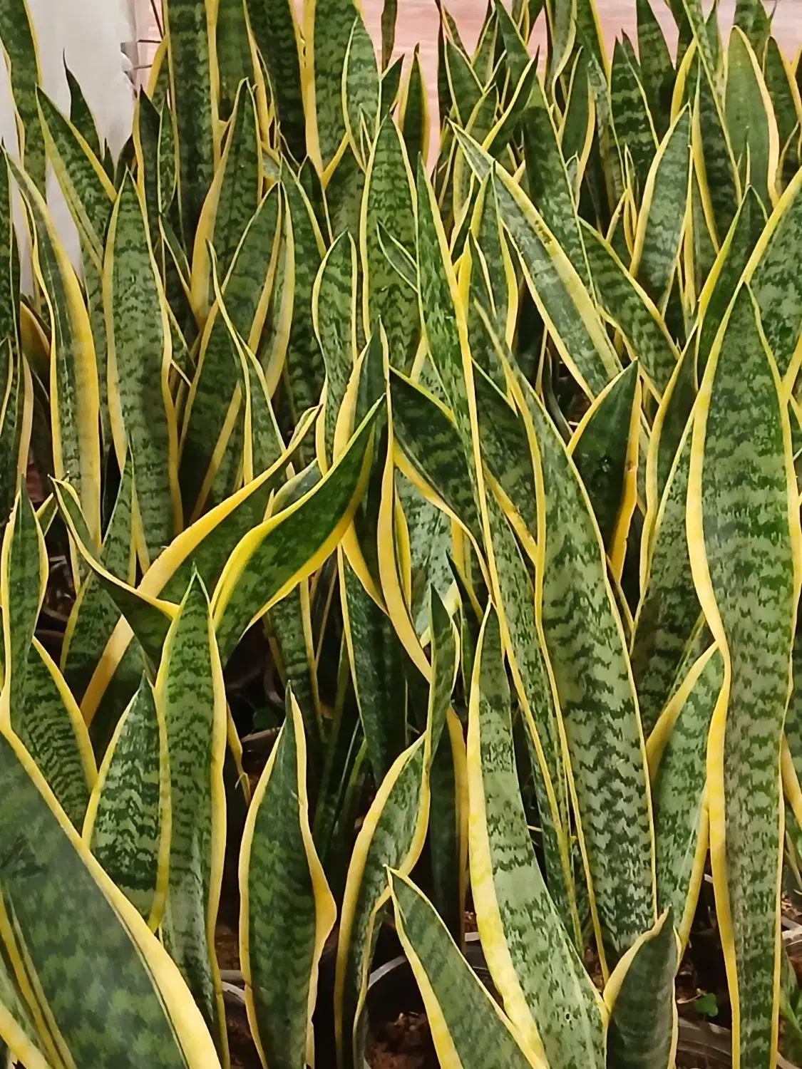 گل وگیاه اپارتمانی|گل و گیاه طبیعی|قم, پاسدار|دیوار