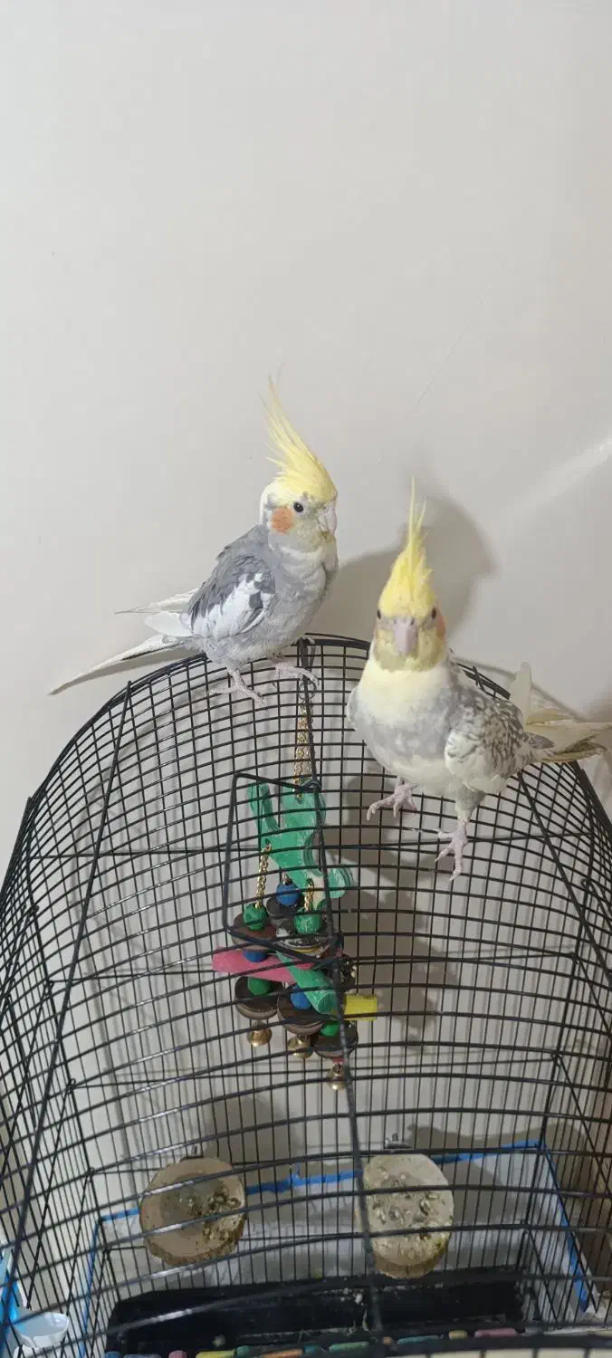 فروش فوری|پرنده|تهران, اسفندیاری|دیوار