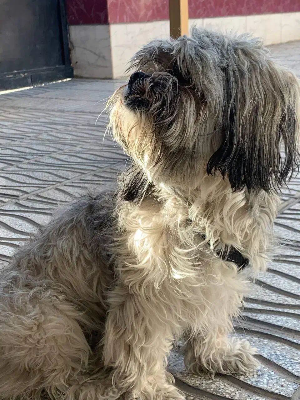 سگ پا کوتاه|سگ|شاهرود, |دیوار