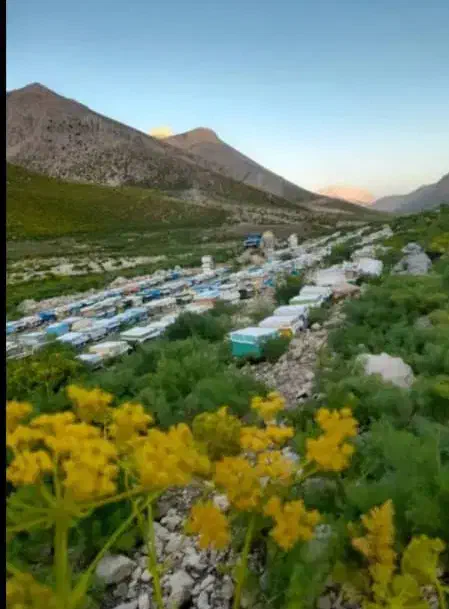 عسل ارگانیک طبیعی|عمدهفروشی|هشتگرد, فاز ۲ مهستان|دیوار