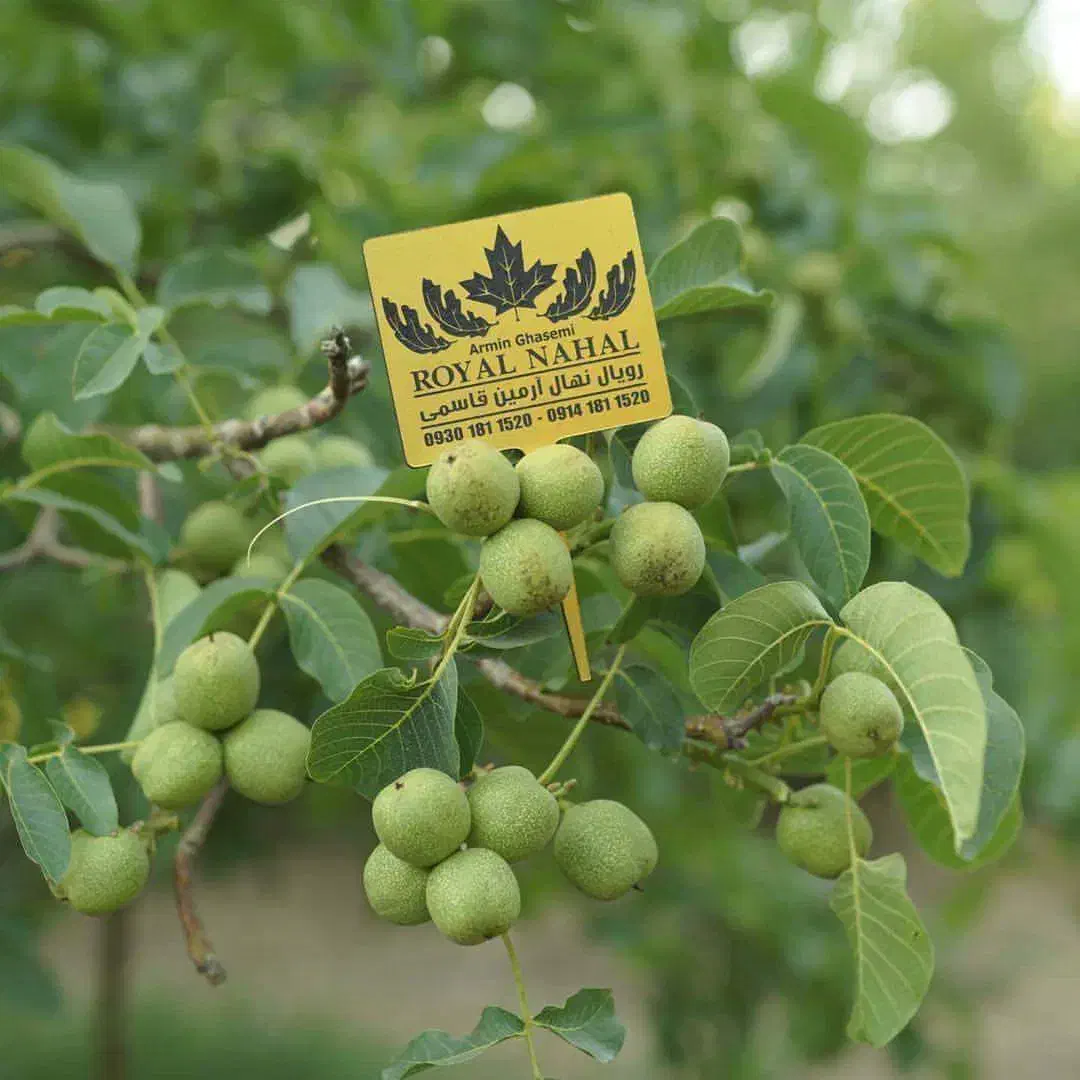 فروش نهال گردو ژنوتیپ|خدمات باغبانی و درختکاری|ایلام, |دیوار